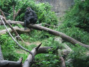 Gorilla sitting on a tree in a lush green exhibit