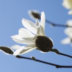 A white flower with the sky as the background
