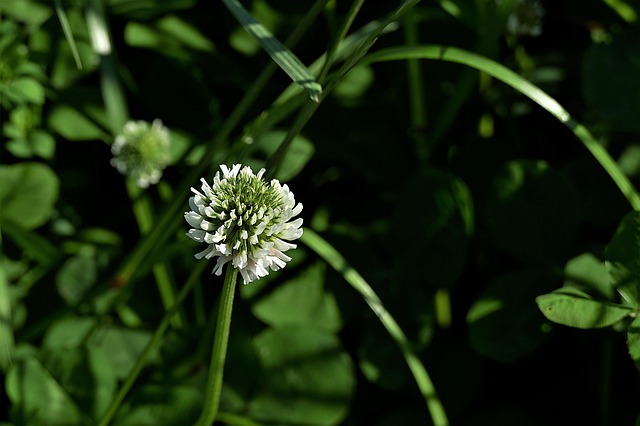 White clover among grass