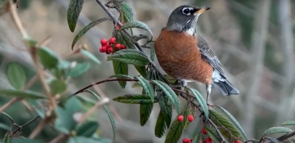 A robin sitting in a bush