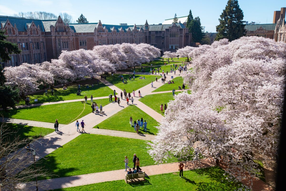 UW Quad with blooming cherry trees and sunshine