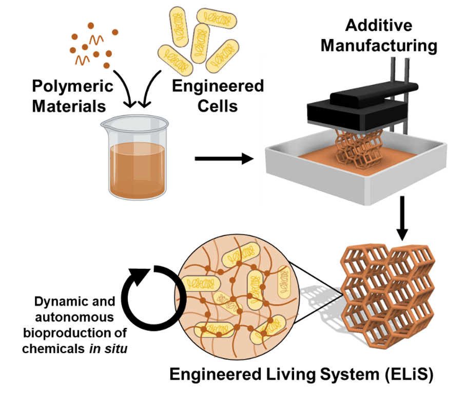 ELiS diagram