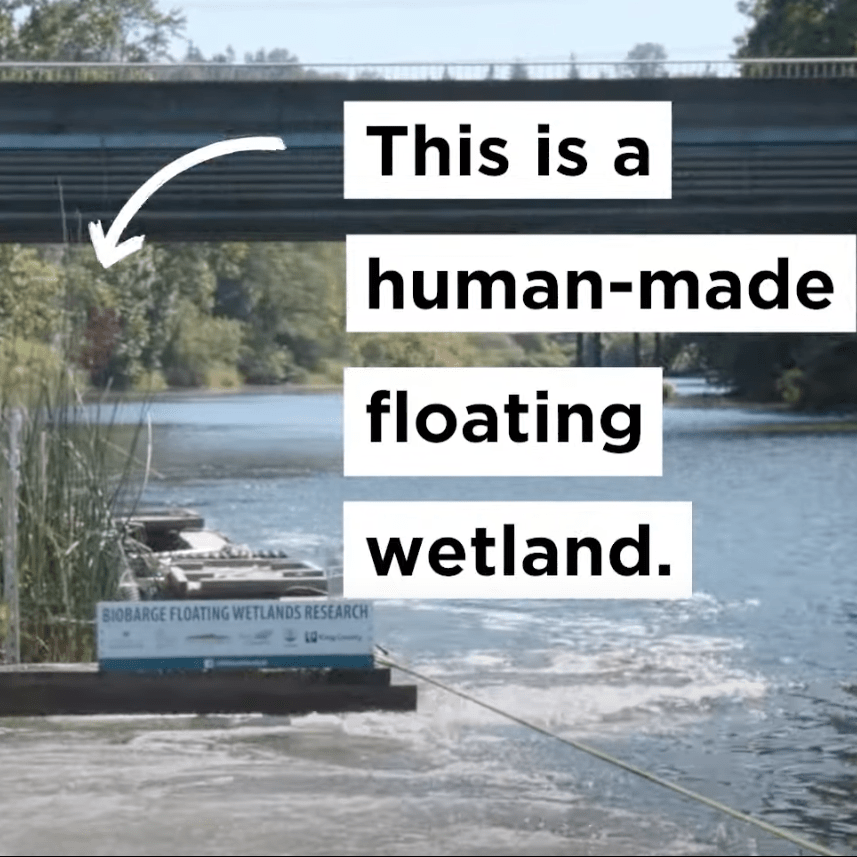 King County's video on UW Green Futures Lab floating wetland