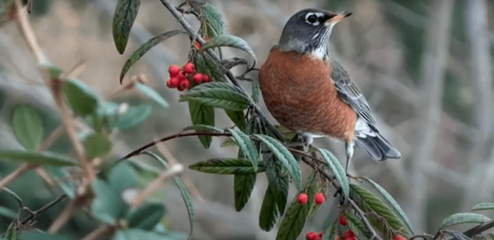 A robin sitting in a bush, birds and buildings story