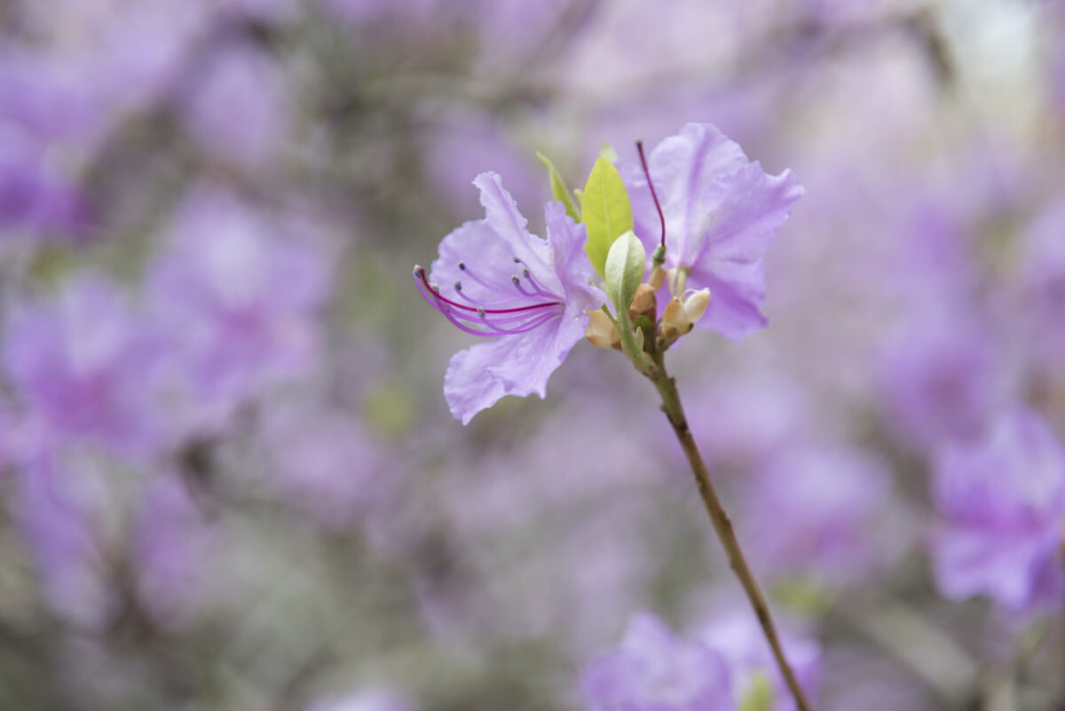 Purple flowers