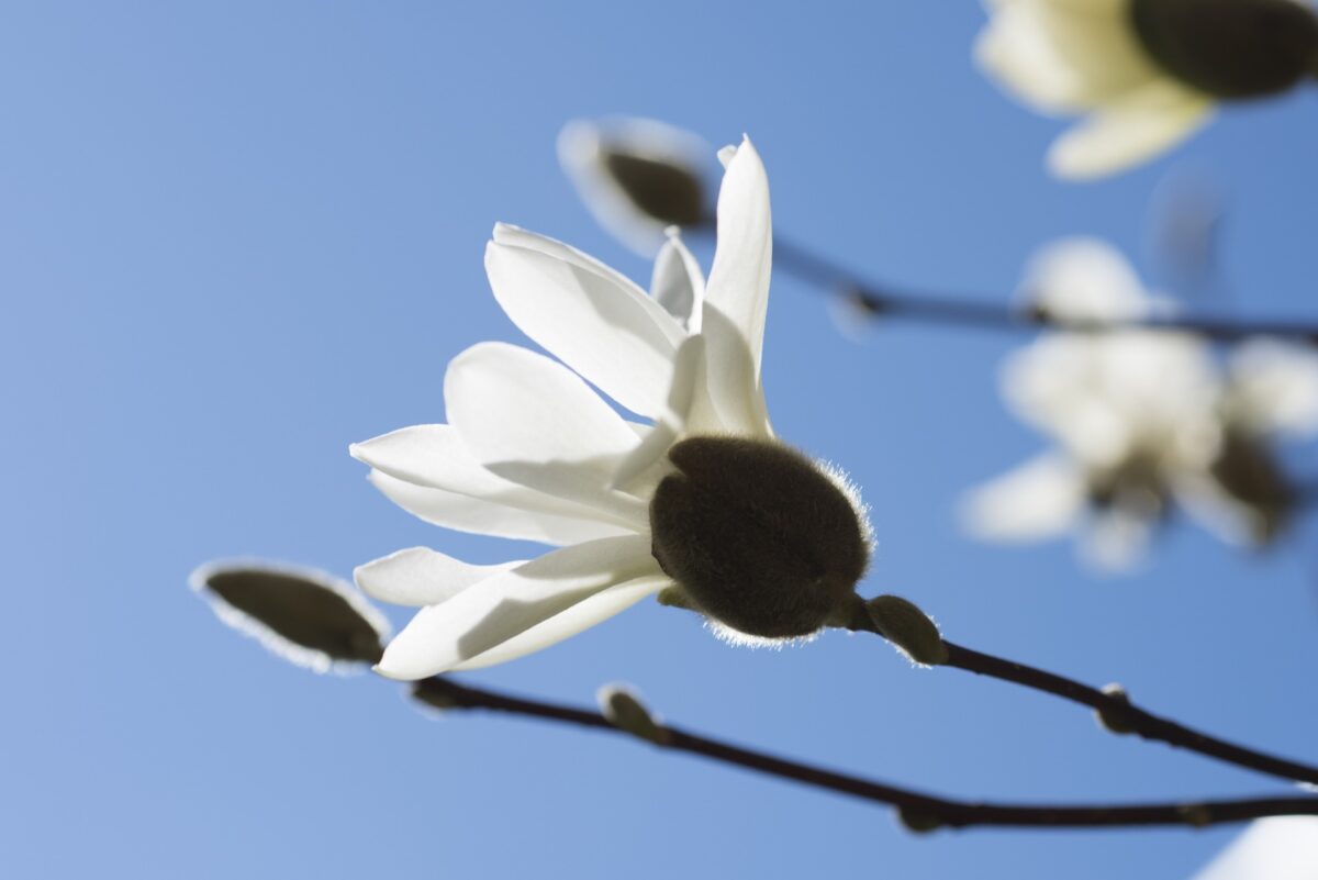 A white flower with the sky as the background