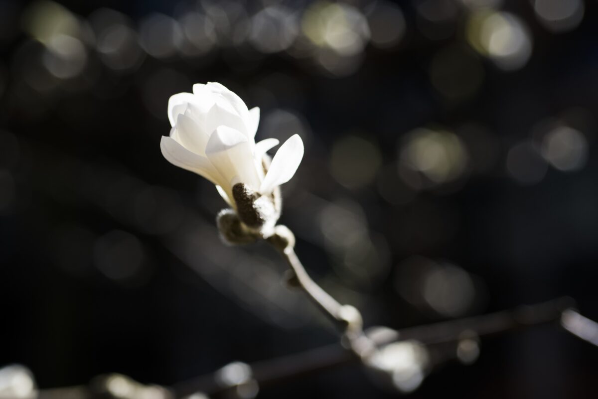 A white flower