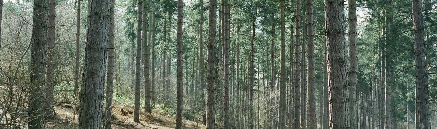 Trees in a forest