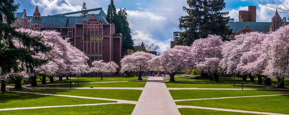 Cherry blossom trees in red square