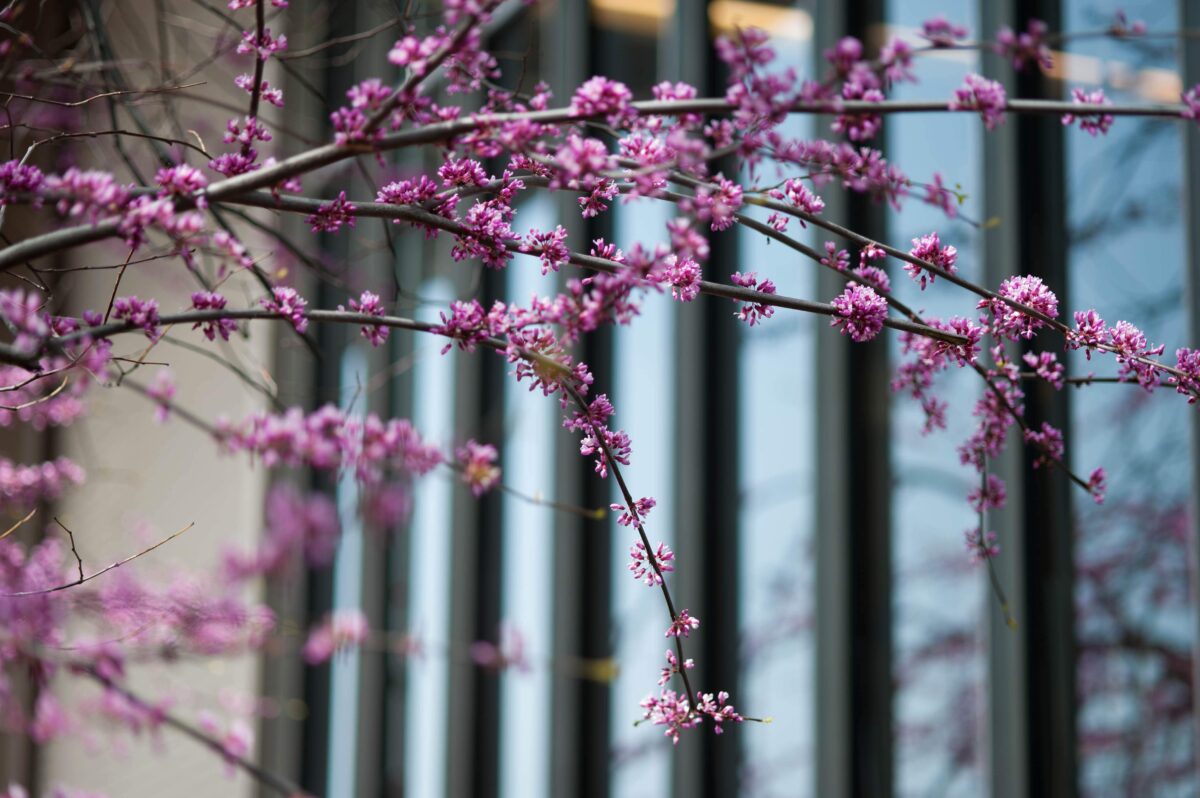 Cherry blossoms in front of Gould Hall windows