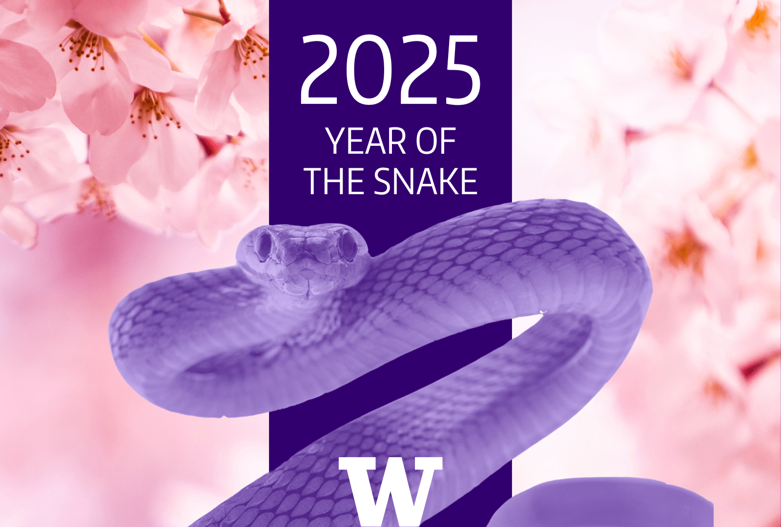 image of snake in purple on cherry blossom background lunar new year