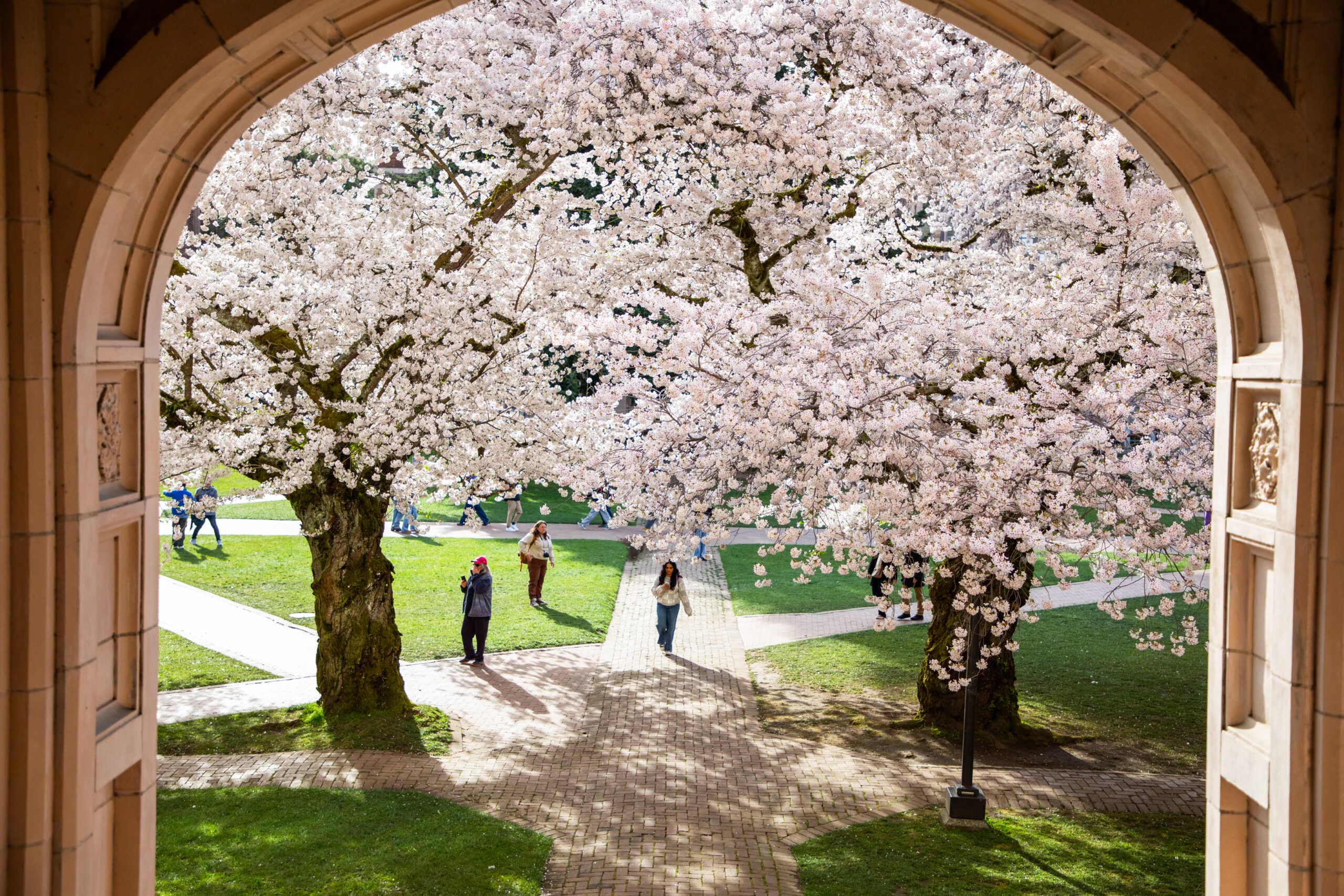 Cherry blossoms over a walkway