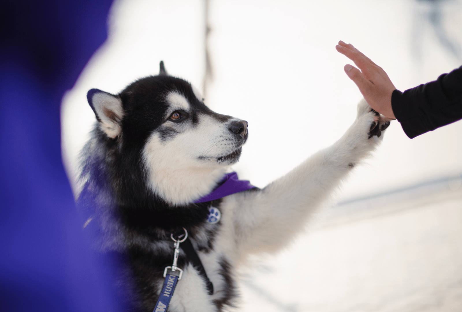 Dubs giving a high five