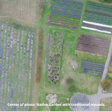 Center of photo: Native Garden with traditional mounds