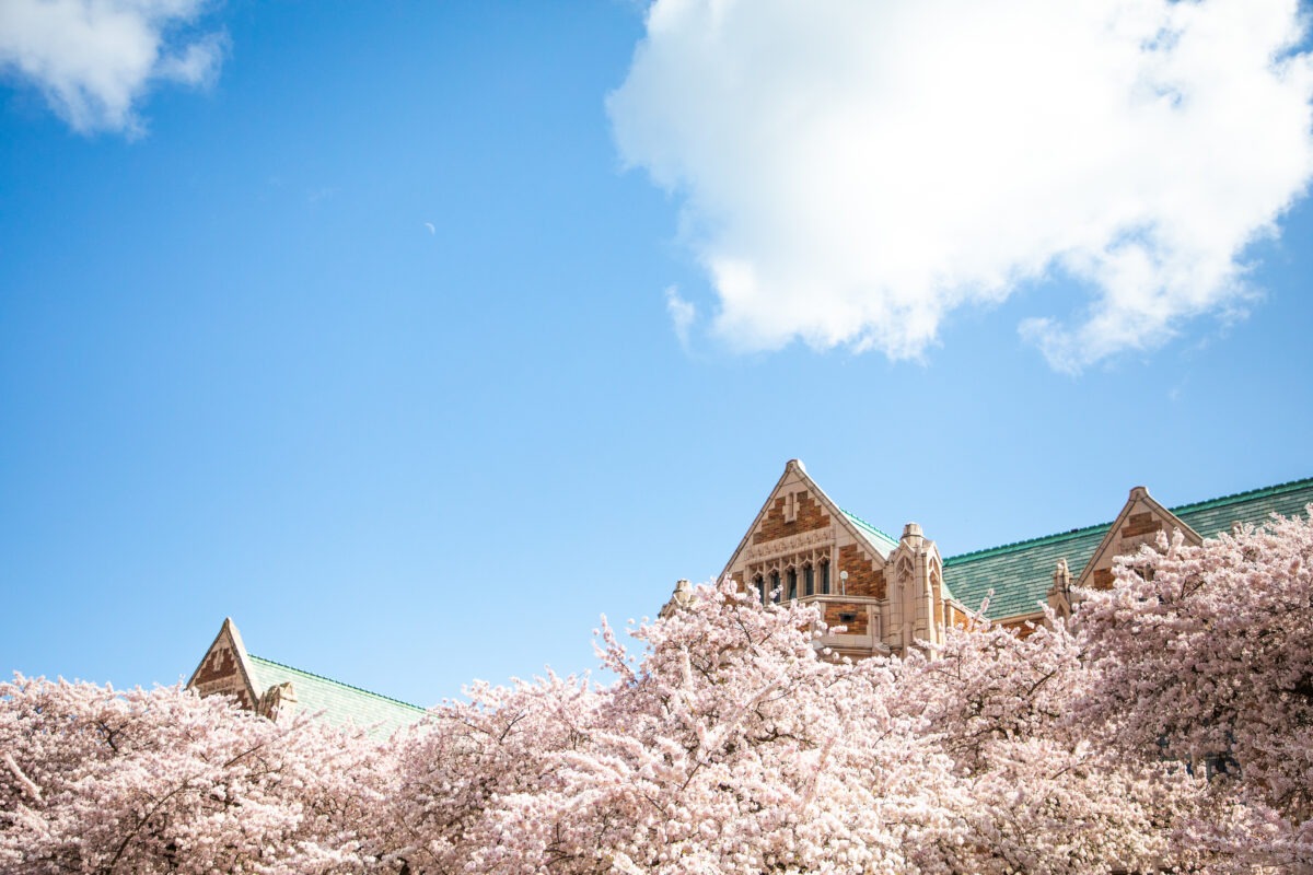 Cherry blossoms at the top of a bulding