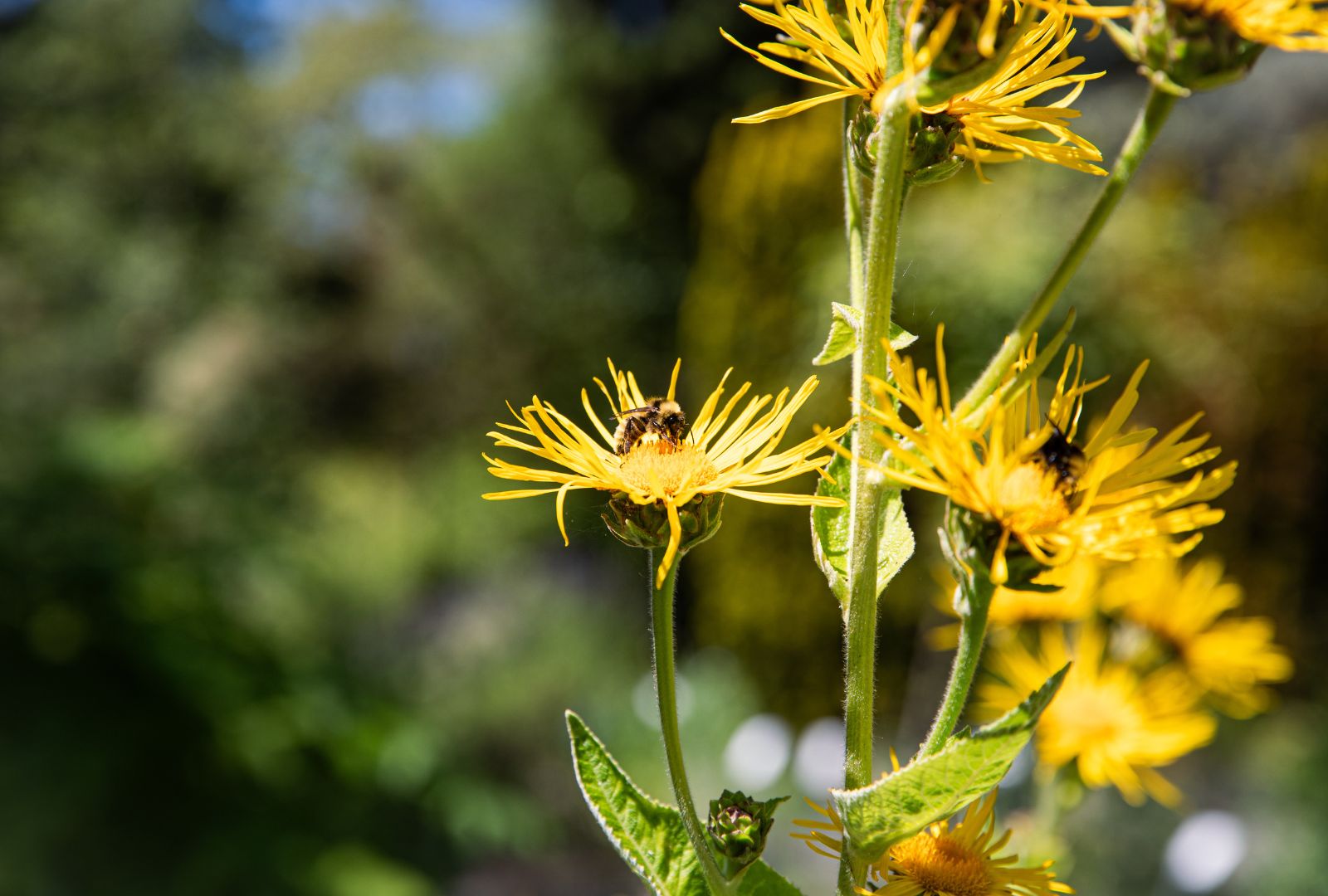 bees on flower