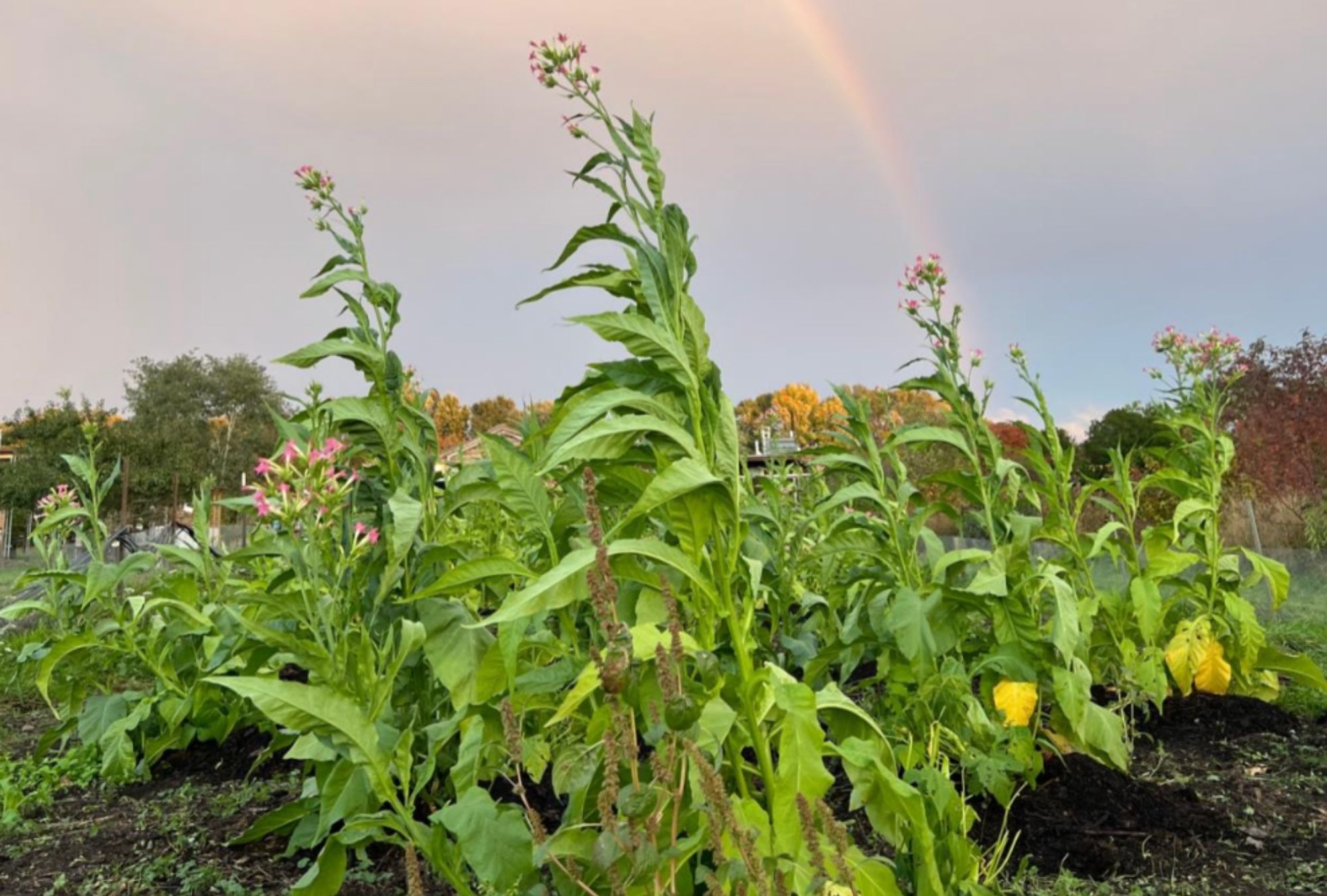Vegetation at the Native Garden in the UW Farm