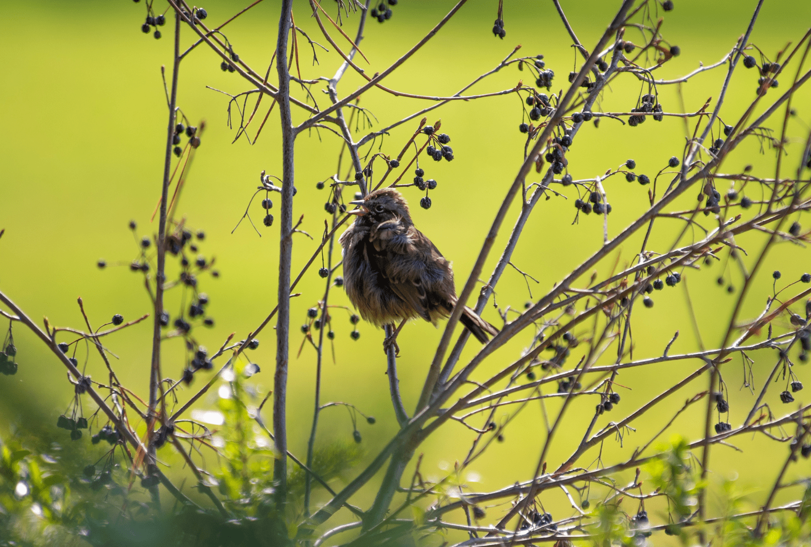 Bird in bush with green background.