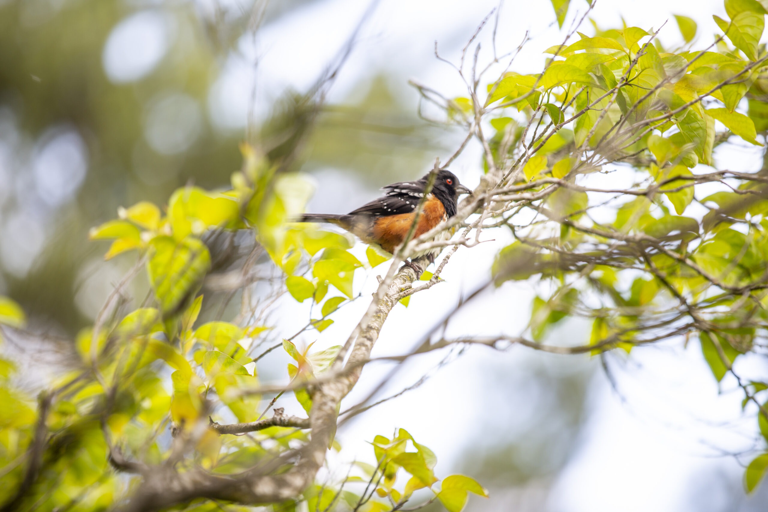 Colorful bird perched in the trees