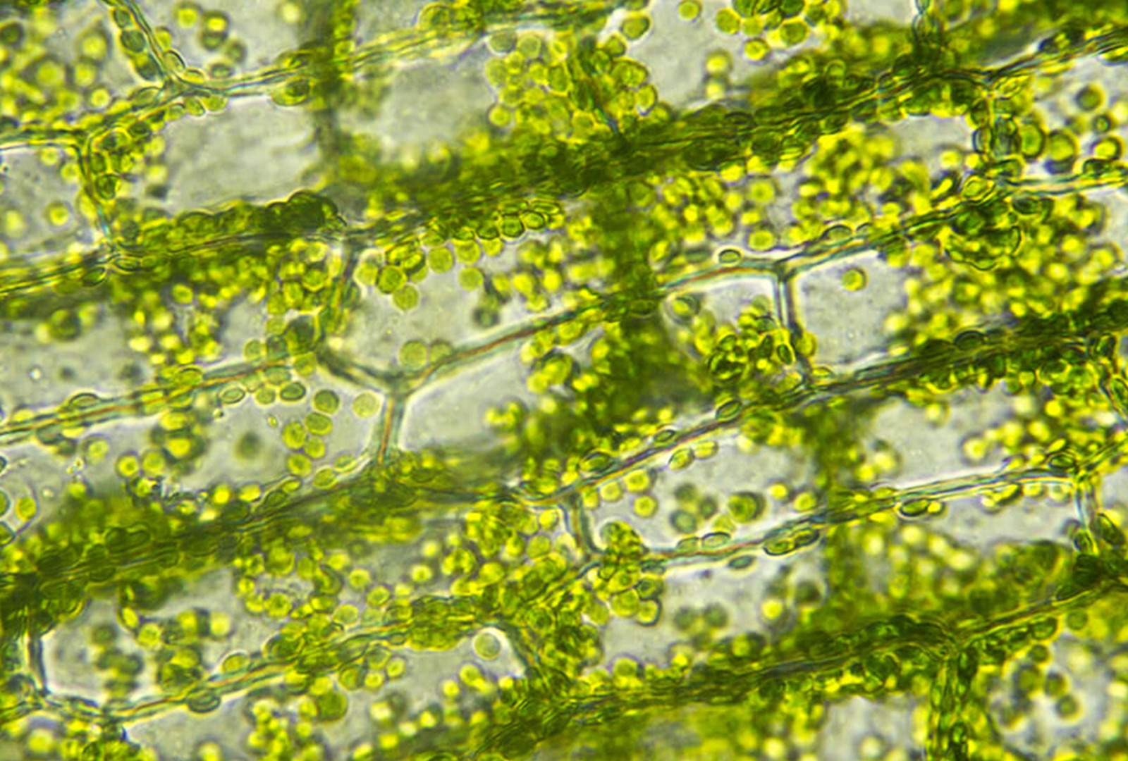 Magnification of algae cells