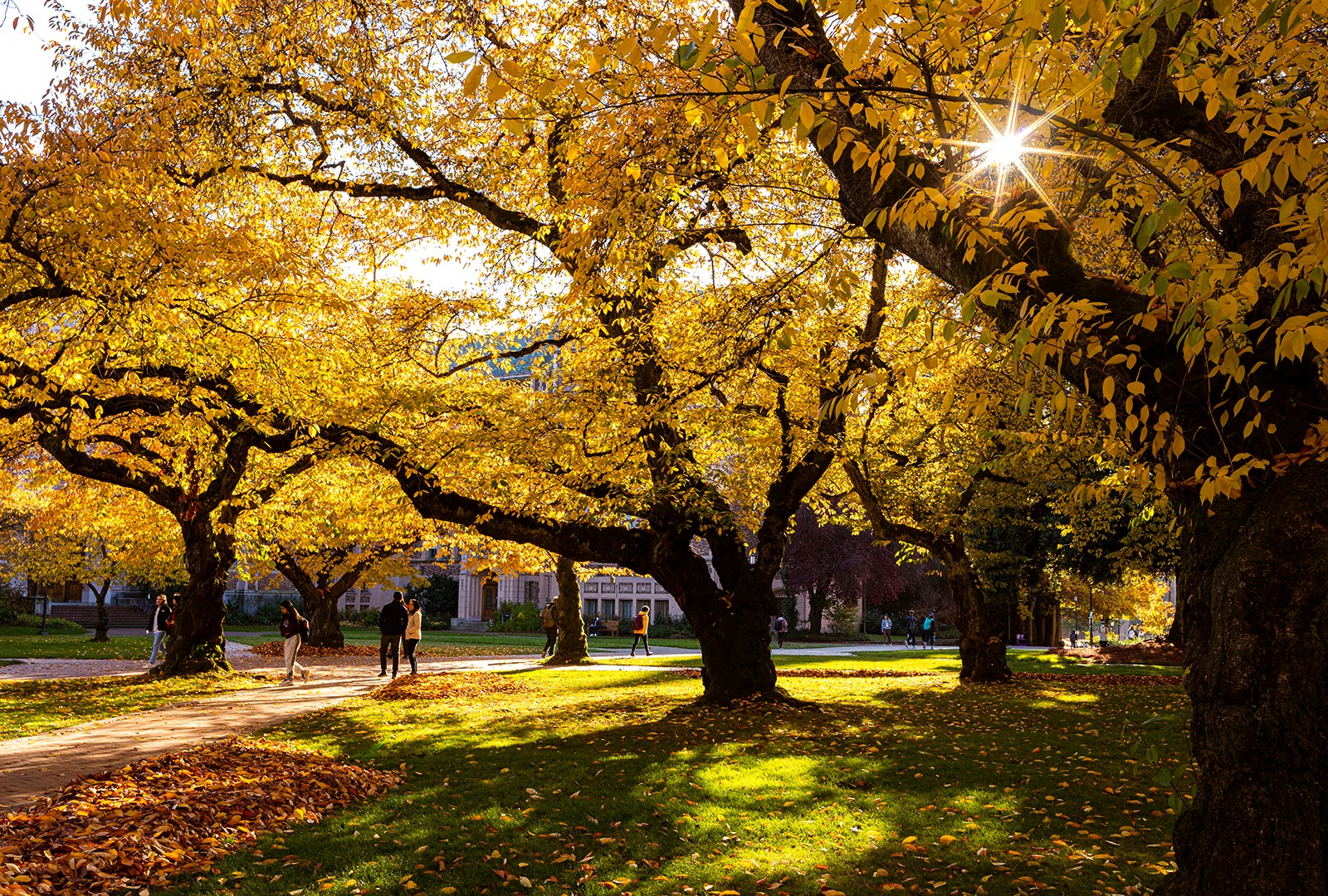 Fall trees on UW campus