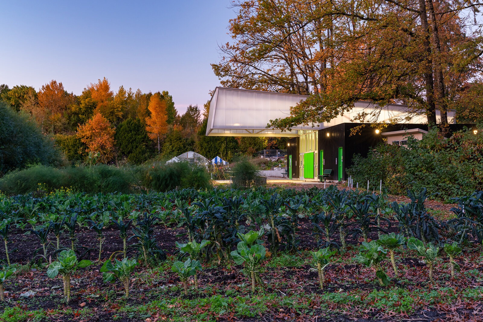 Rows of leafy crops grow in the foreground beside a modern community building with green doors, surrounded by autumn trees at sunset.